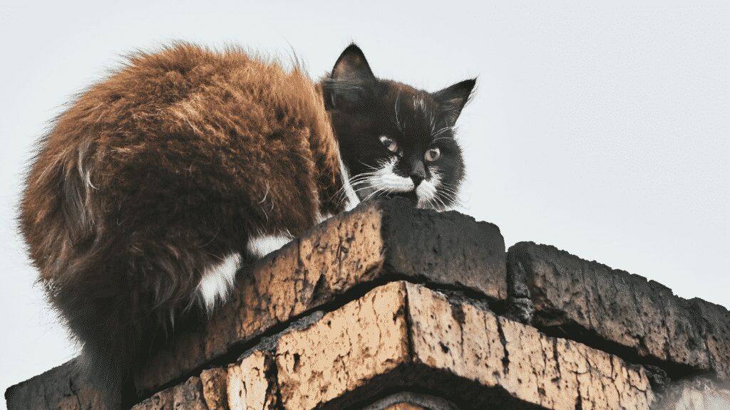 cat on chimney