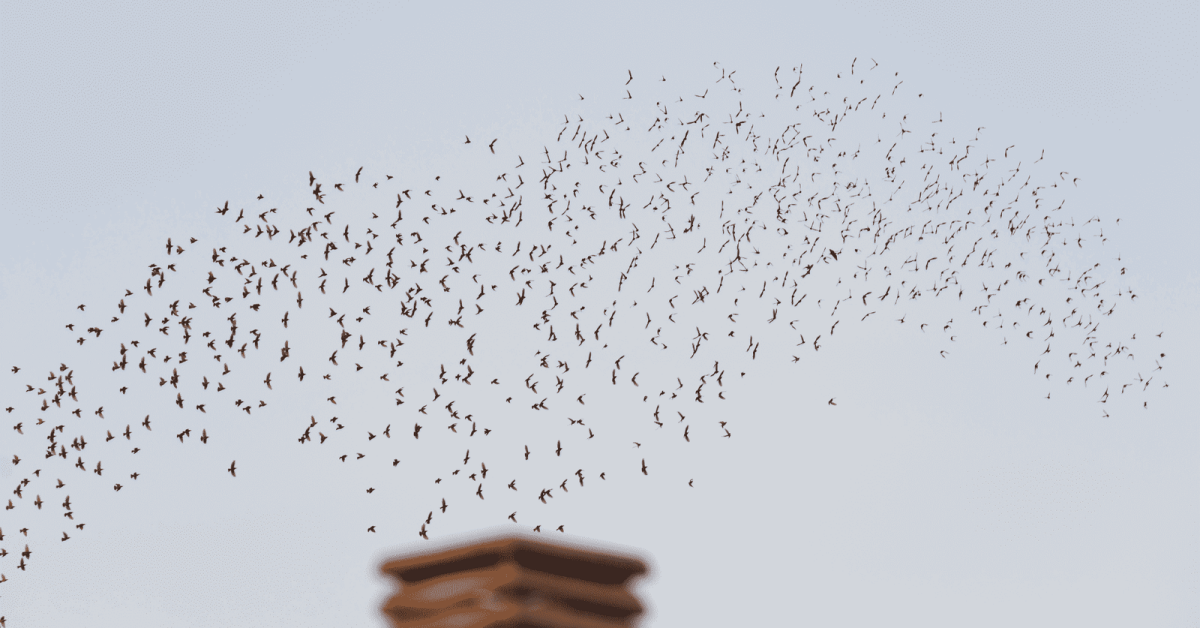 A flock of birds fly over a chimney