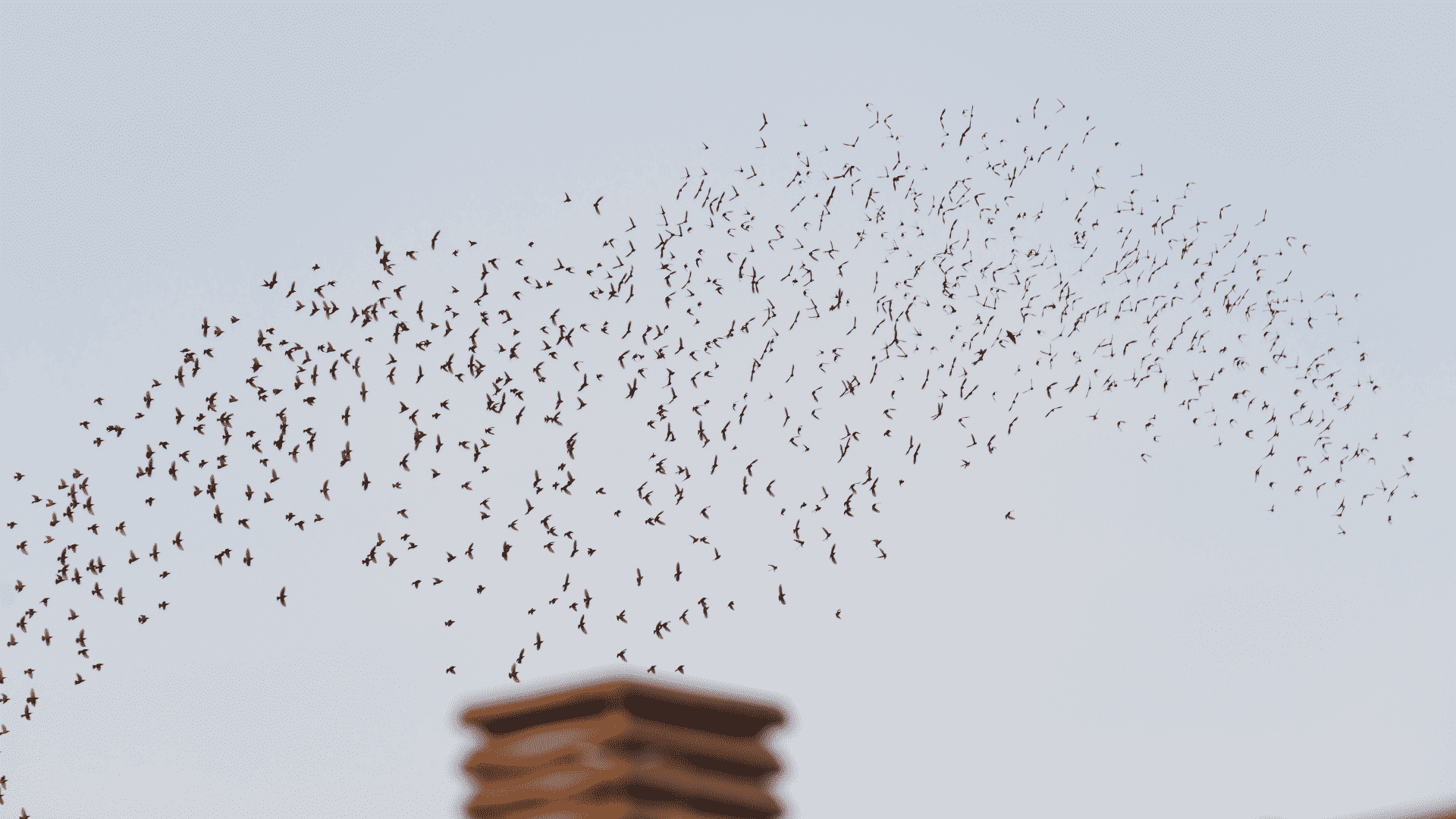 A flock of birds fly over a chimney