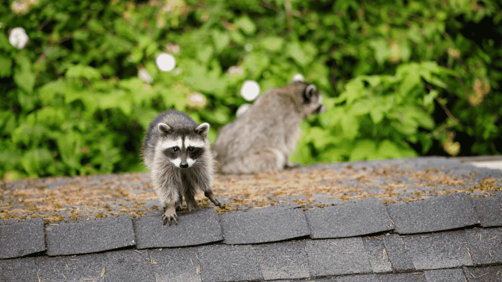 Raccoons on Roof