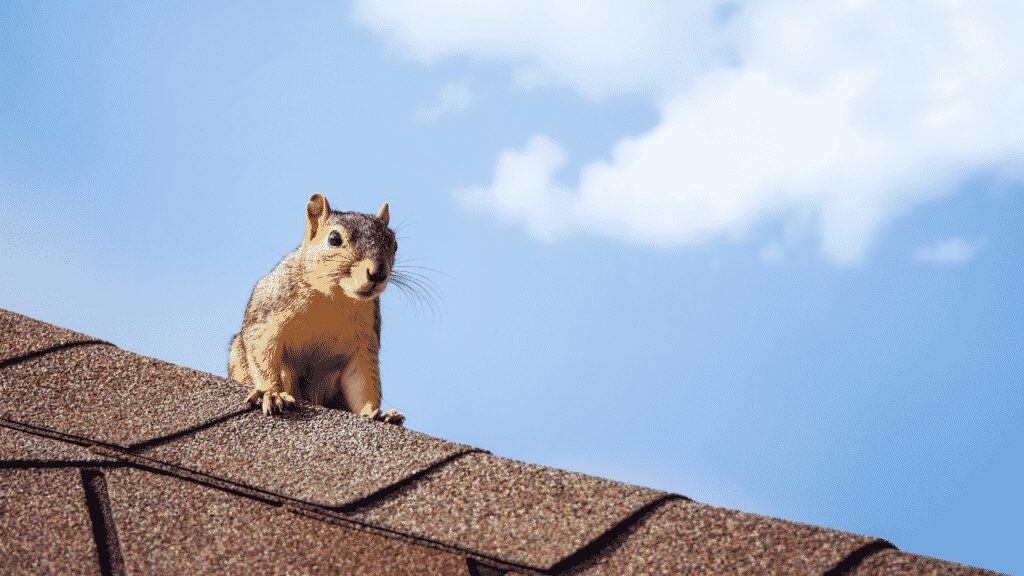 Squirrel on roof