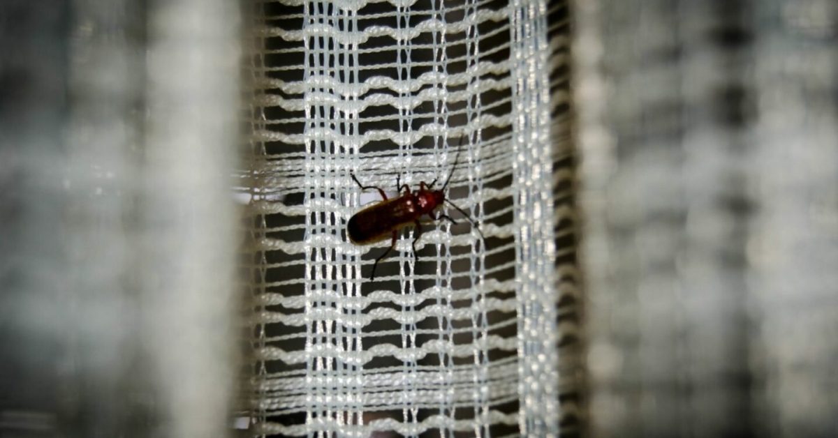 A bug crawls across a screen, raising the questions about how to prevent bugs from coming through your air conditioner vents