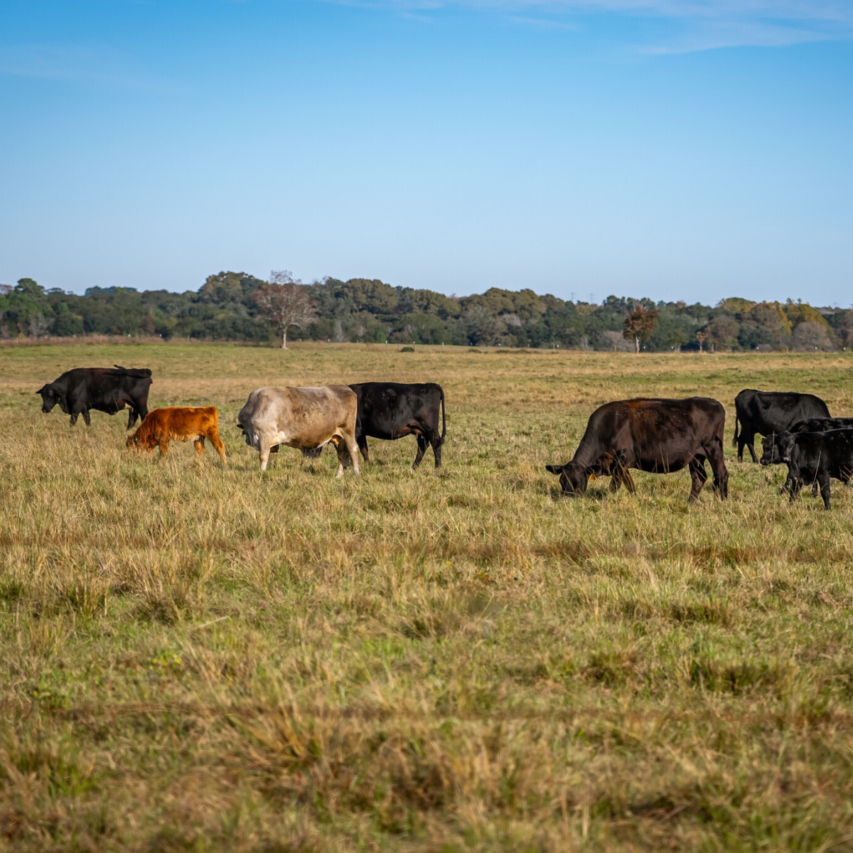 13601 Preston Road Suite W860, Dallas, TX 75240